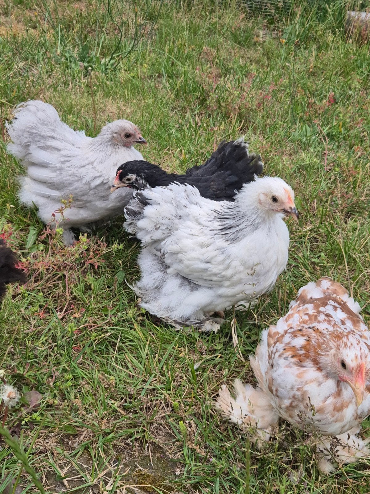 Cochin hennetjes te koop, Dieren en Toebehoren