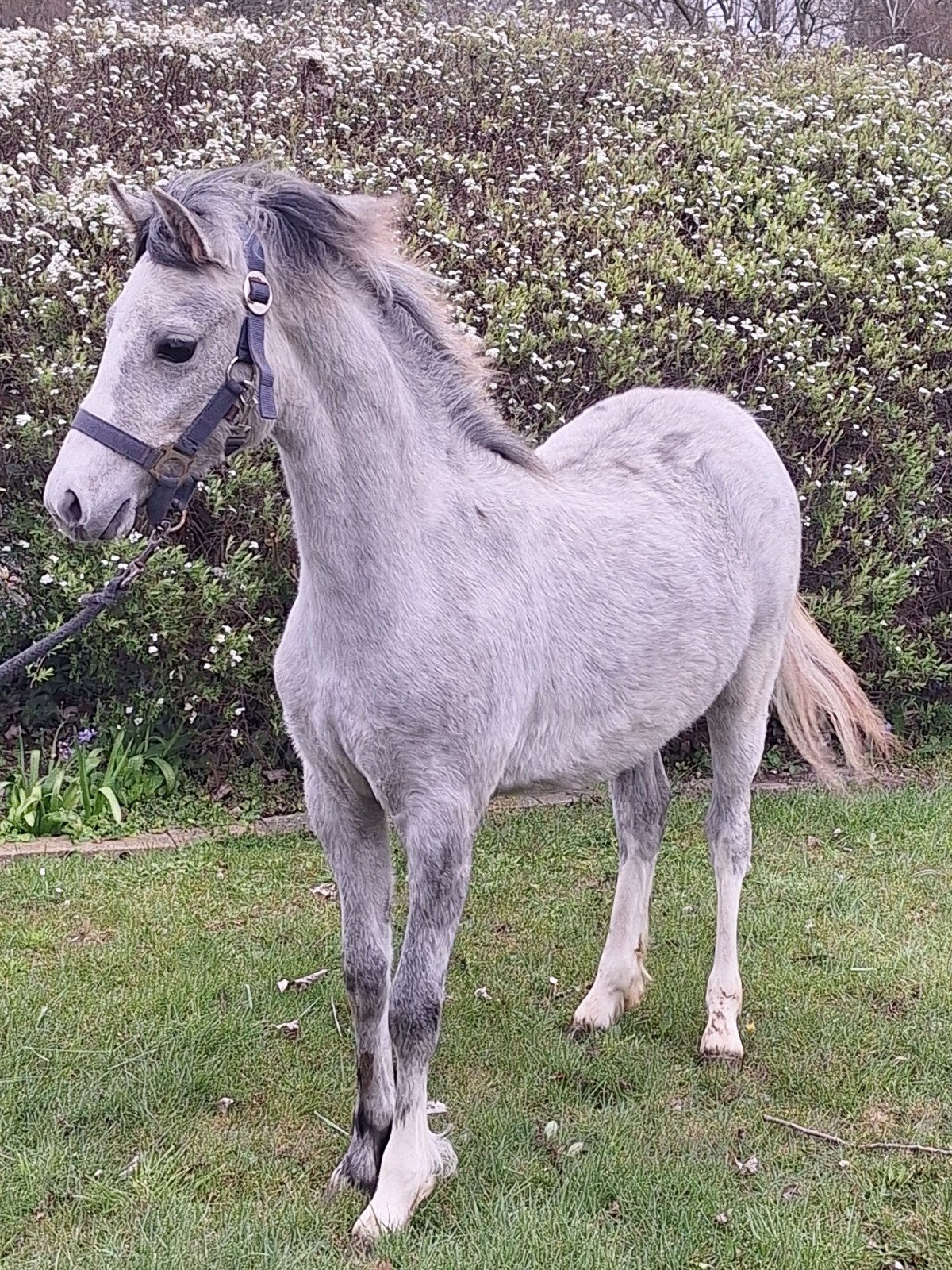 Hele mooie welsh sectie B jaarling merrie, Poney C (1.27 m à 1.37m), Avec pedigree, 0 à 2 ans, Non dressé