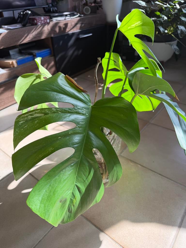 Monstera del. Albo (b- grade) stekje, Ophalen