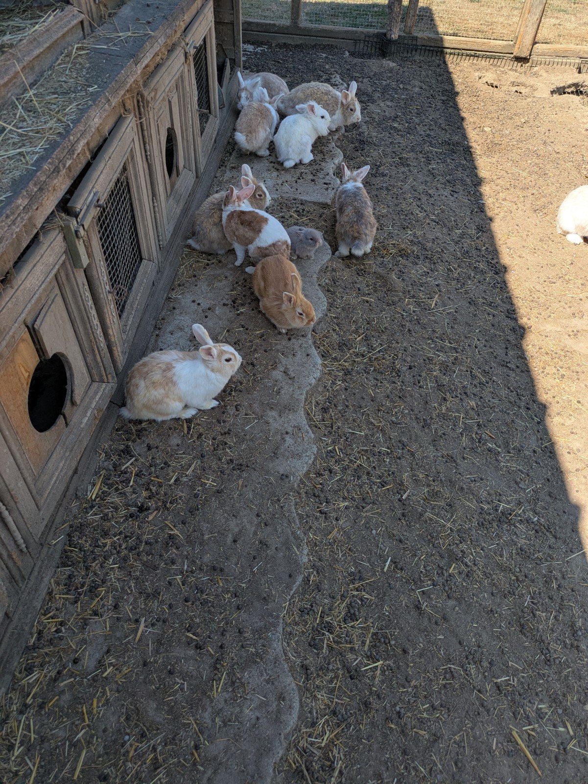 Konijnen, Dieren en Toebehoren