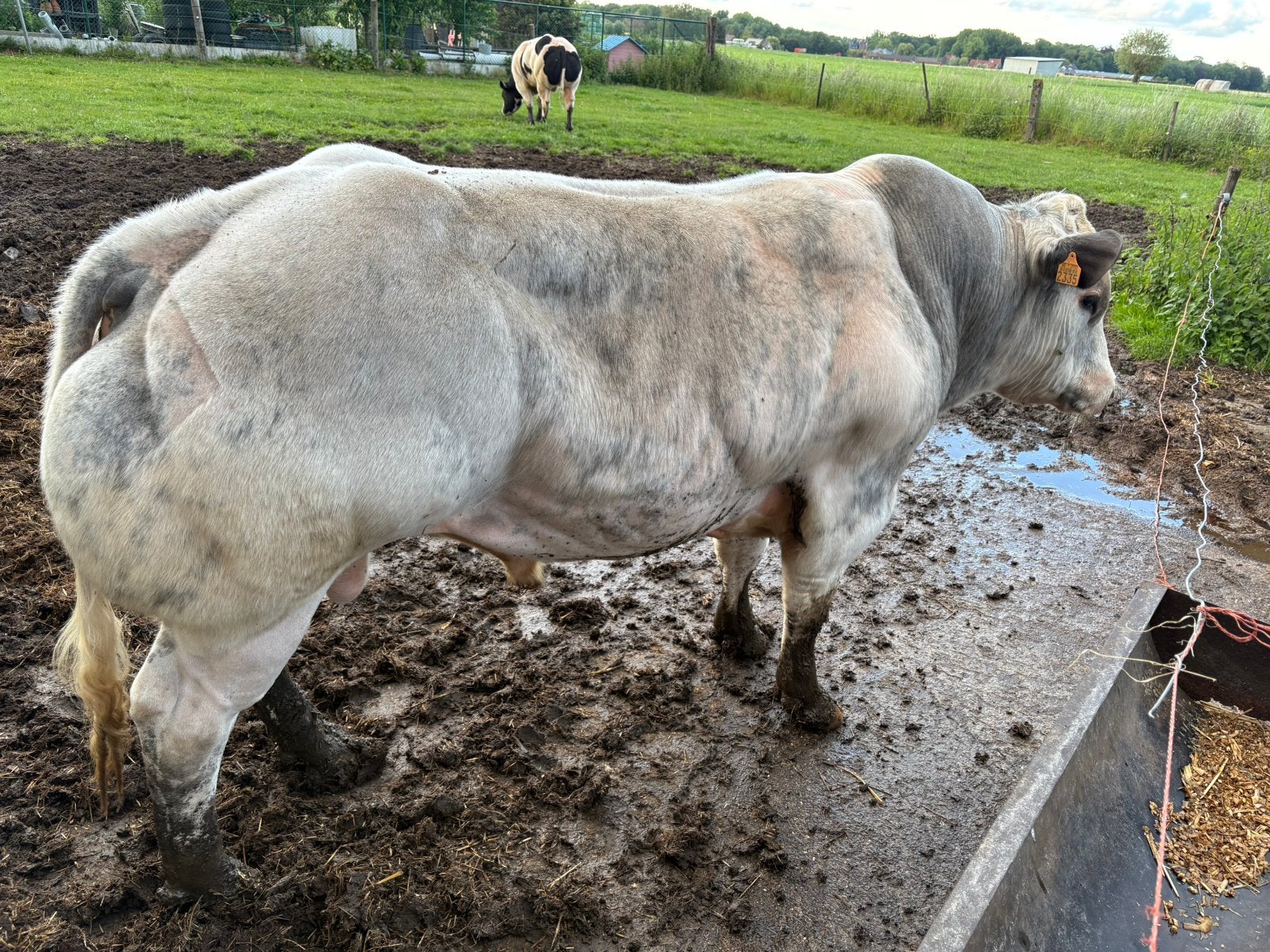Dekstier, Dieren en Toebehoren, Runderen, Mannelijk, 0 tot 2 jaar