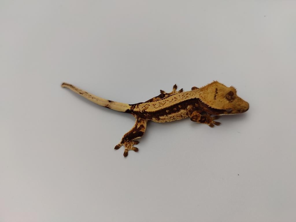 Wimpergekko pinstripe unsexed, Dieren en Toebehoren