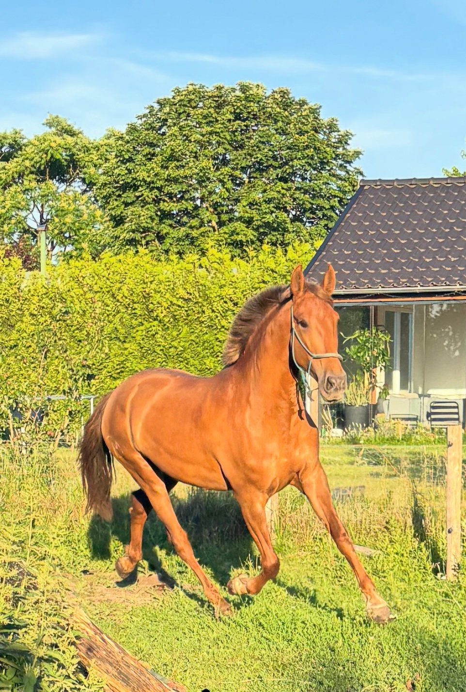 Prachtige PRE merrie met super papier!!, Dieren en Toebehoren, Paarden, Merrie, Onbeleerd, 165 tot 170 cm, 3 tot 6 jaar, Dressuurpaard