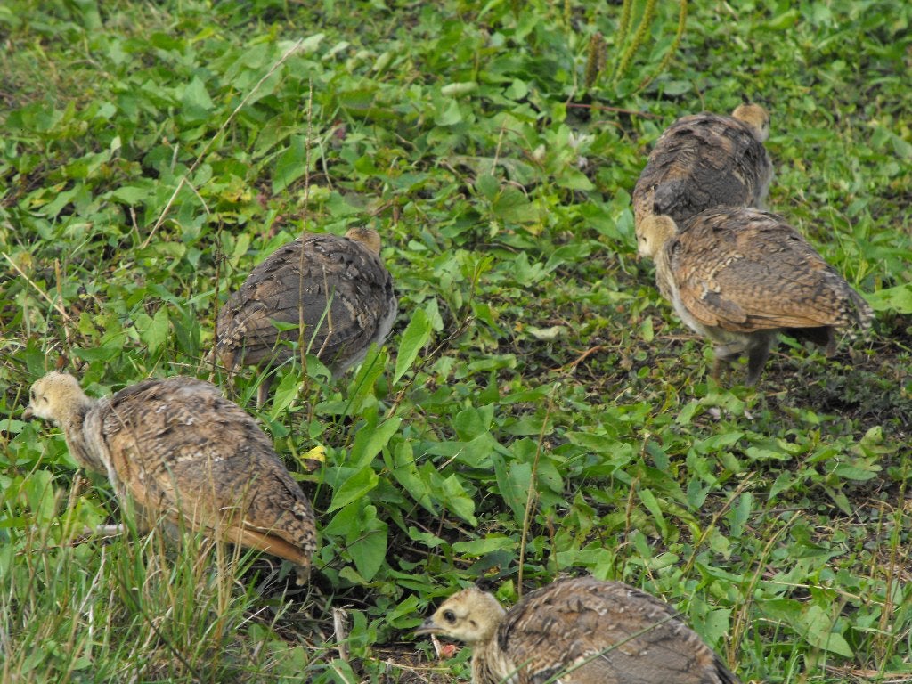 7 jonge blauwe pauwen, Meerdere dieren, Overige soorten