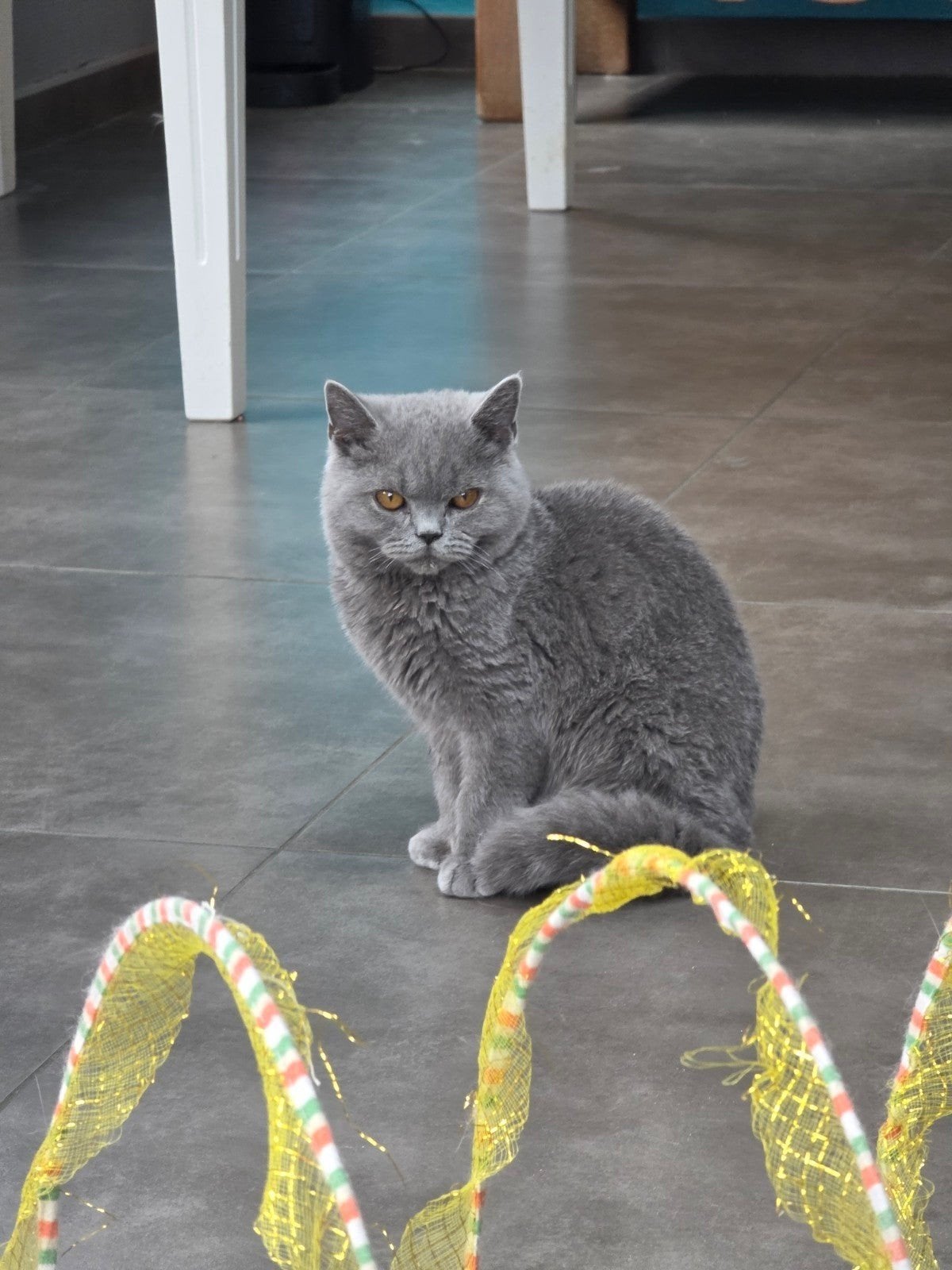 Britse Korthaar kitten met stamboom, 0 à 2 ans