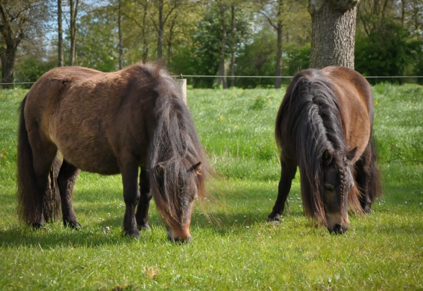 2 lieve bomproef NSPS shetlanders zoeken een ️️️️️ huis, Merrie