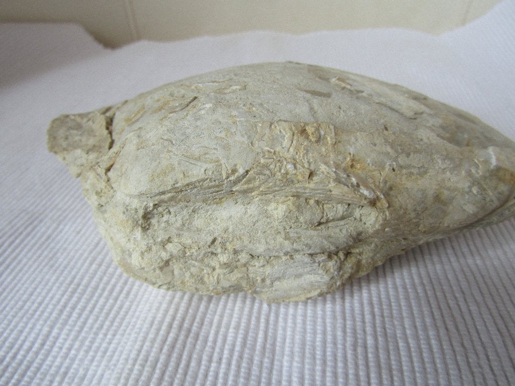 Superbe Fossile d'une huître plate Européenne, Collections, Enlèvement ou Envoi, Fossile