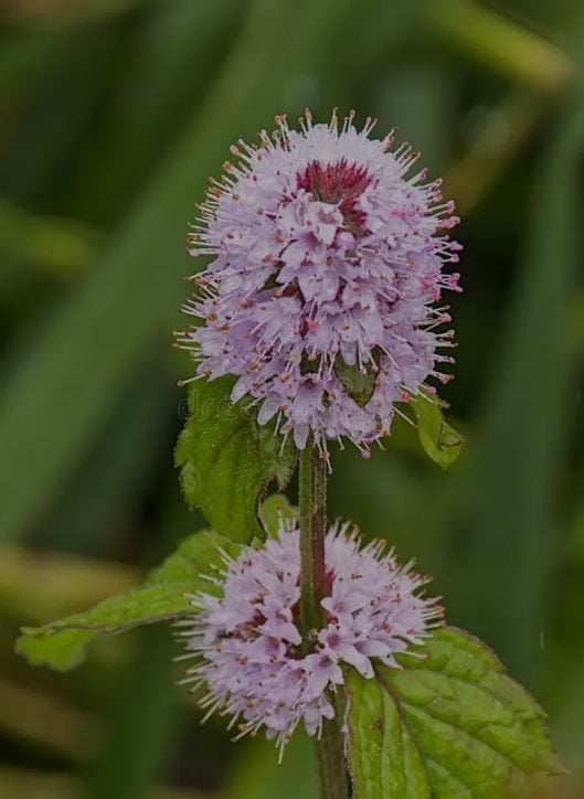 Mentha aquatica, menthe , GRATUIT, Été, Enlèvement, Plante fixe, Herbes