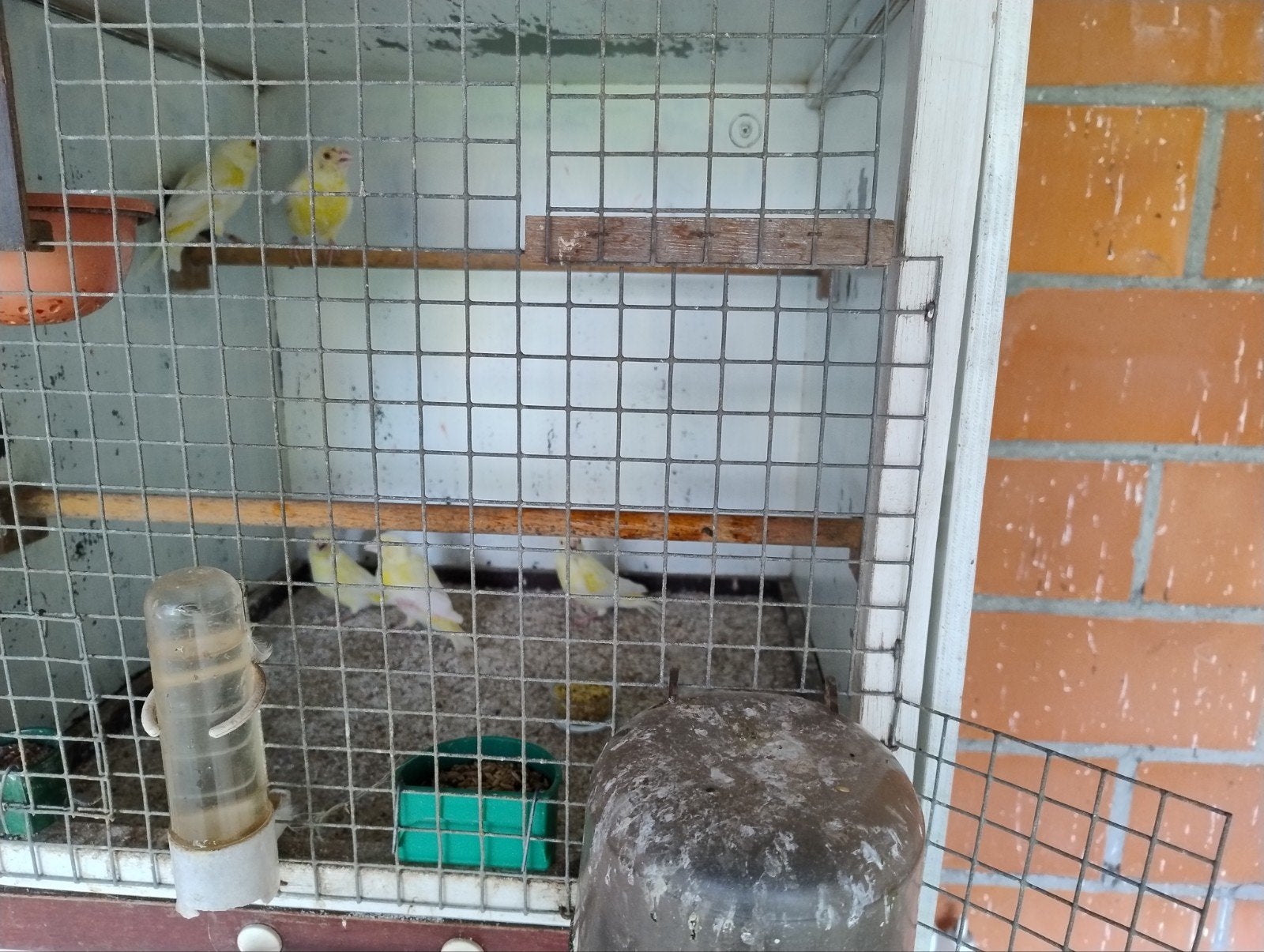 Groenvinken mutaties., Dieren en Toebehoren, Vogels | Overige Vogels, Meerdere dieren, Wildzangvogel, Geringd