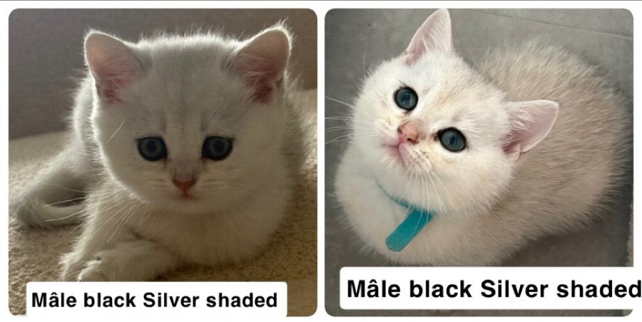 British shorthair black silver shaded a reserver, Chat, Avec pedigree, 0 à 2 ans
