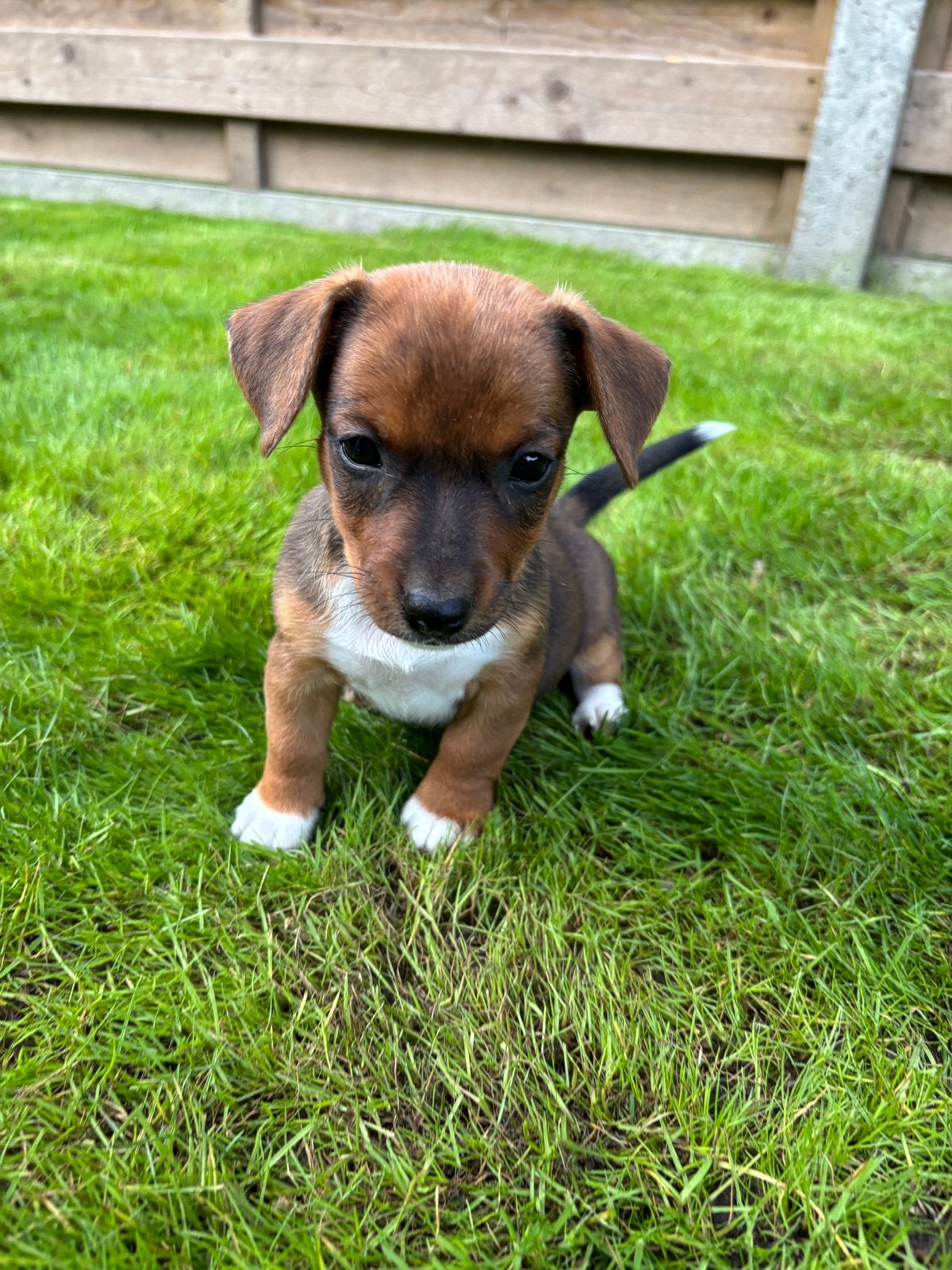 Schattige kortpotige jack russel pups, Maladie de Carré (chiens), 8 à 15 semaines, Plusieurs, Éleveur | Loisir