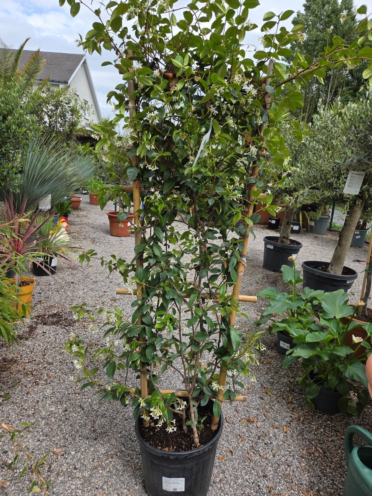Toscaanse Jasmijn op rek, Tuin en Terras, Planten | Bomen, Halfschaduw, Ophalen