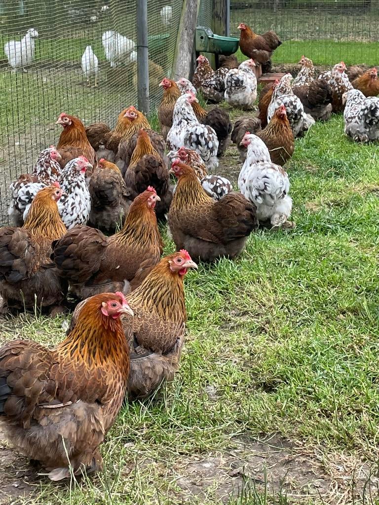 Sierkippen, Dieren en Toebehoren, Pluimvee, Meerdere dieren, Kip