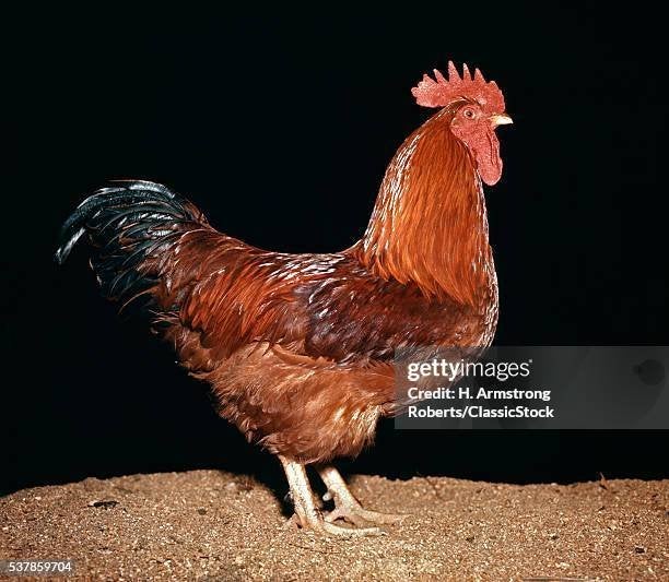 wyandotten, Dieren en Toebehoren, Pluimvee, Meerdere dieren, Kip