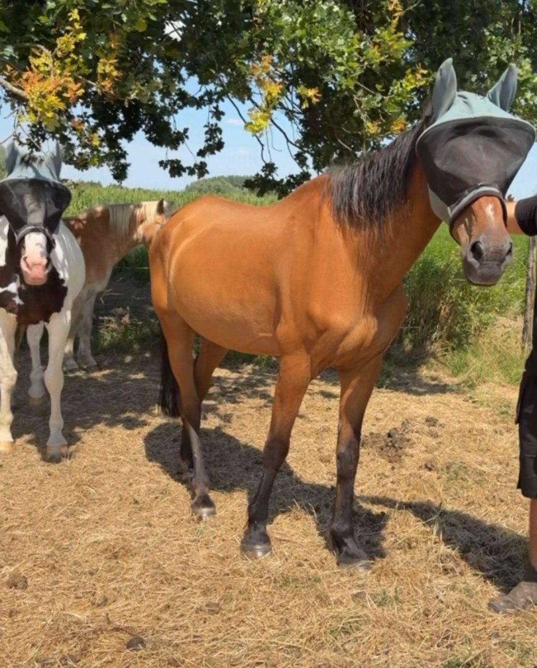 2 lieve oudere paarden