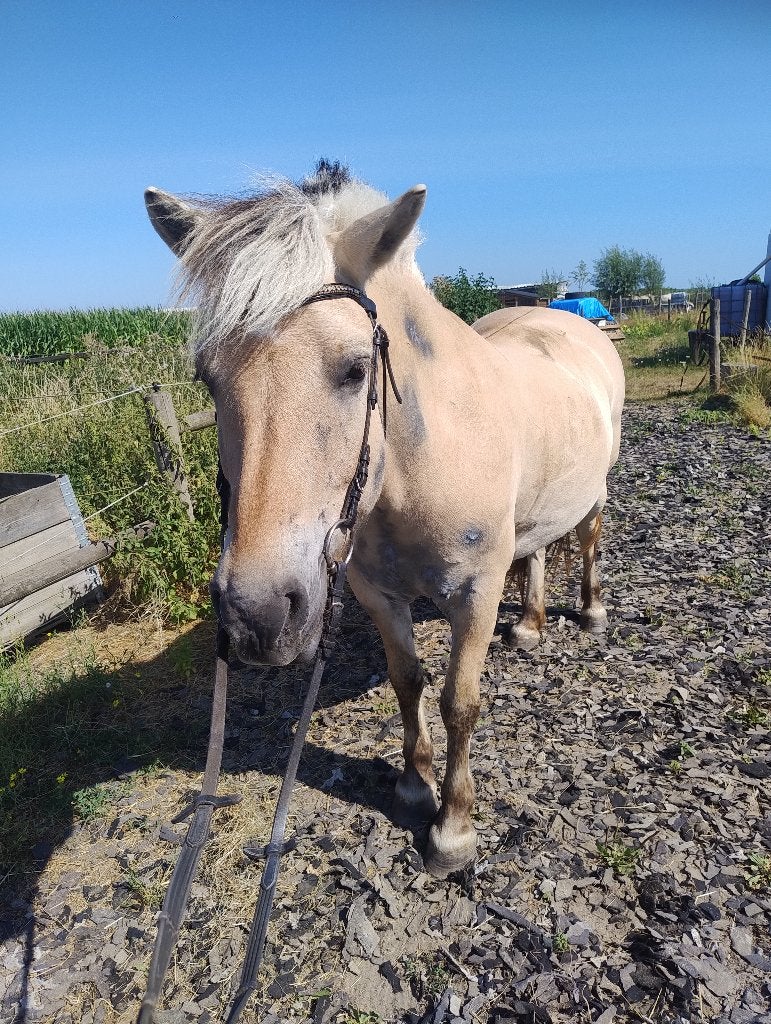 Gezocht stevige pony/klein paard