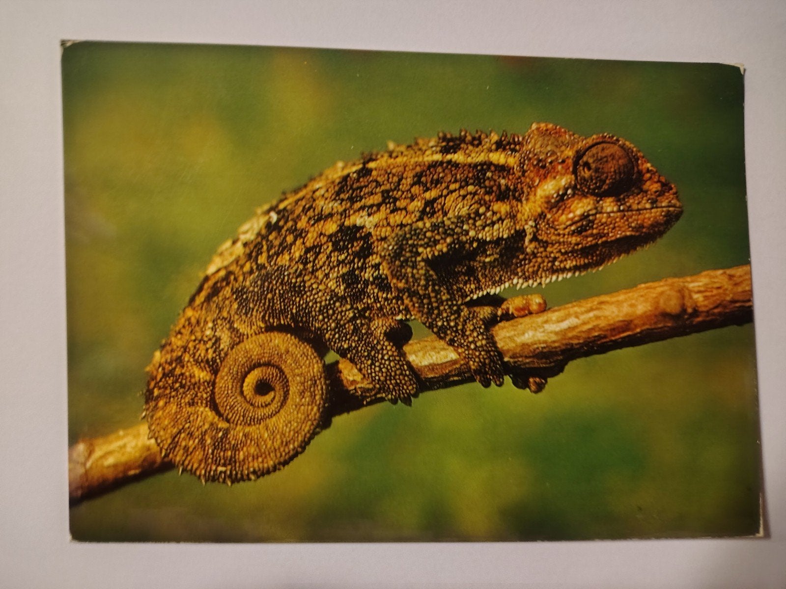 Tervuren RUWE KAMELEON, Chamaeleo rudis Boulenger Zaïre, Verzamelen, Ophalen of Verzenden