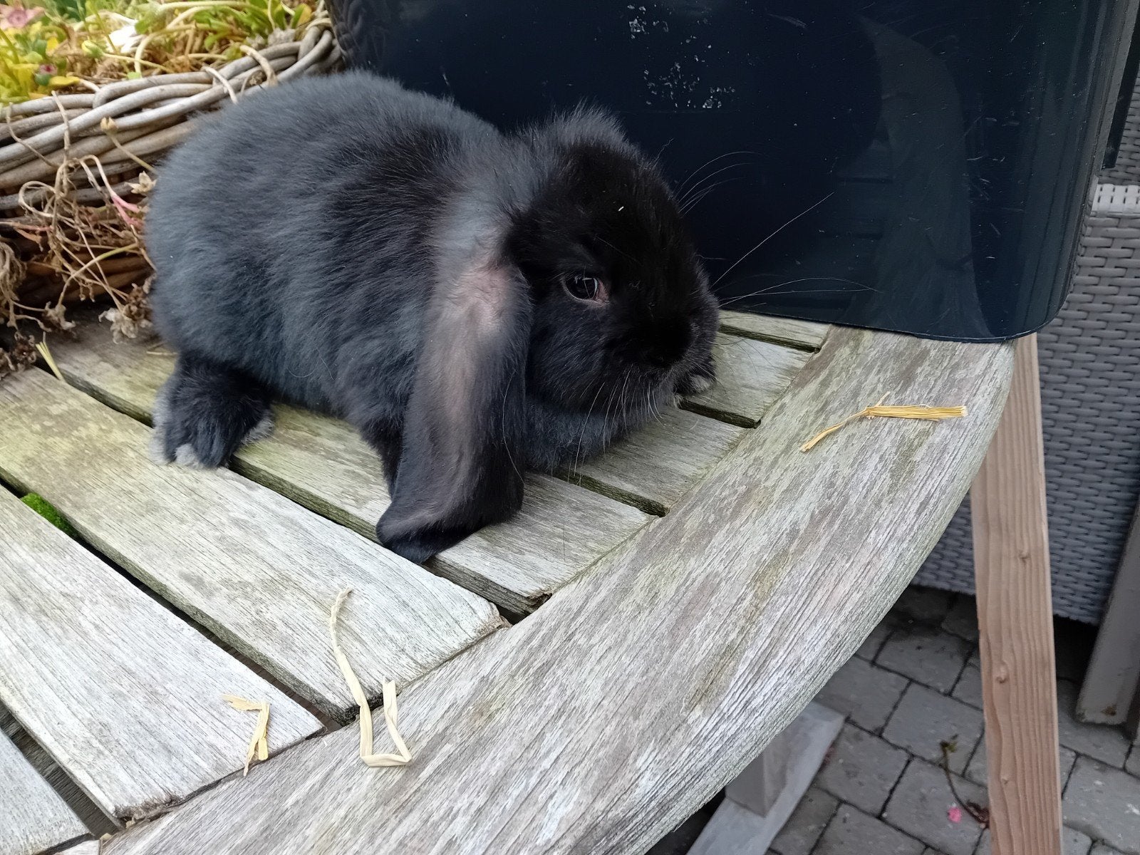 Franse hangoor, Mâle, Grand, Oreilles tombantes, 0 à 2 ans