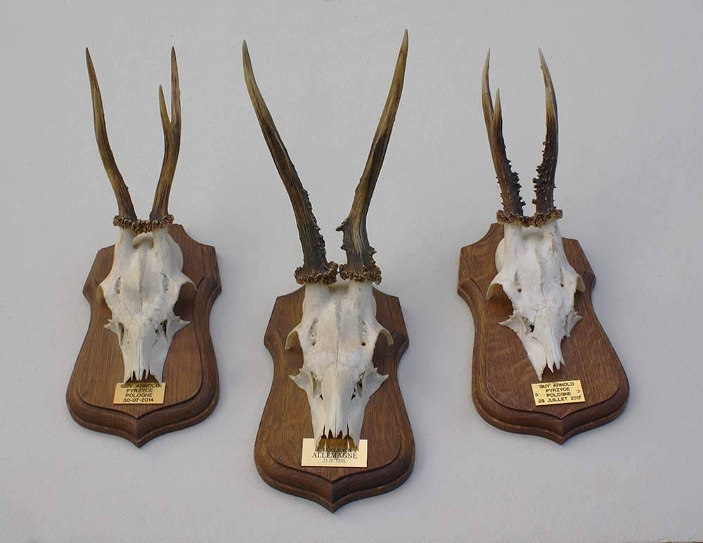 3 x decoratief REE GEWEI op solide eikenhouten schild (M), Verzamelen, Dierenverzamelingen, Ophalen of Verzenden, Gebruikt, Hert