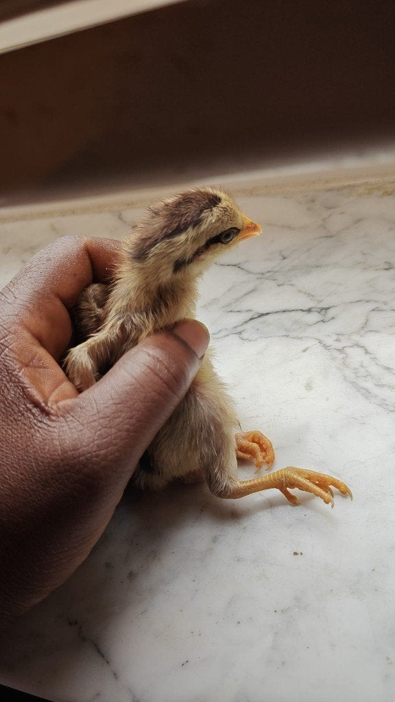 Onagadori, Dieren en Toebehoren, Pluimvee, Meerdere dieren, Kip