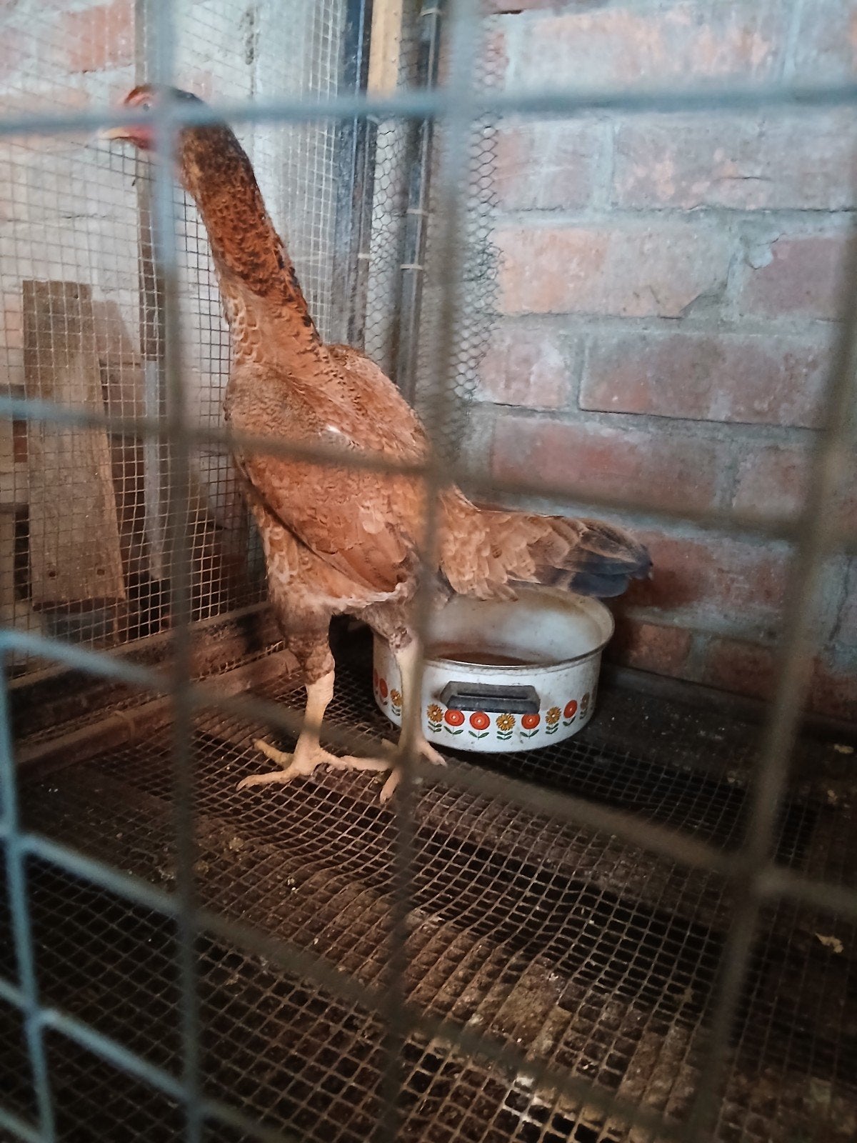 Poulet Shamo 2025, Animaux & Accessoires, Poule ou poulet