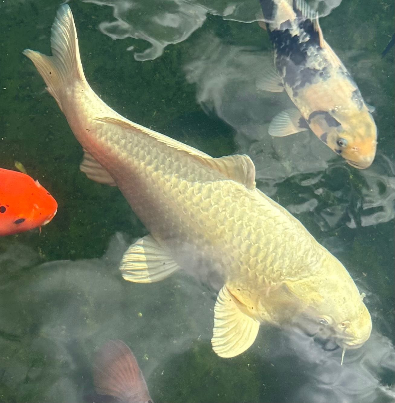 Koi’s tussen 25-50cm, Dieren en Toebehoren, Vissen | Vijvervissen, Karper of Koi