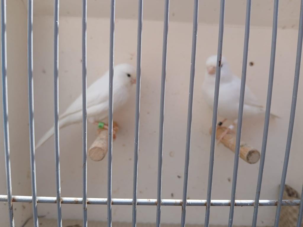 Koppel witte kanaries, Dieren en Toebehoren, Vogels | Kanaries, Meerdere dieren, Kleurkanarie