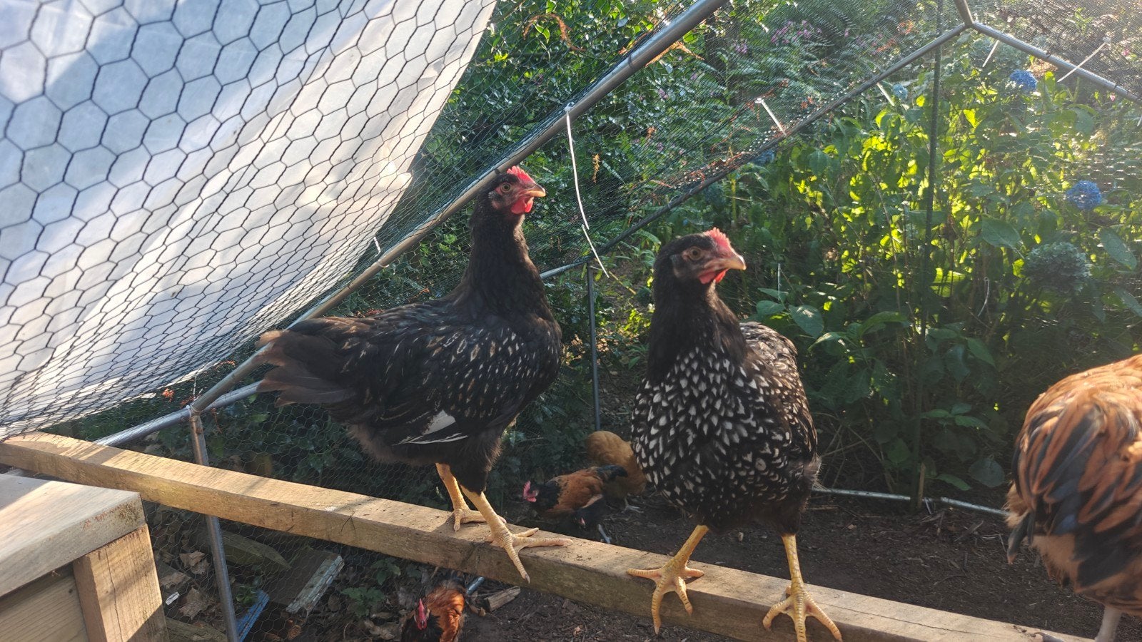 2 hanen Barnevelder, Dieren en Toebehoren