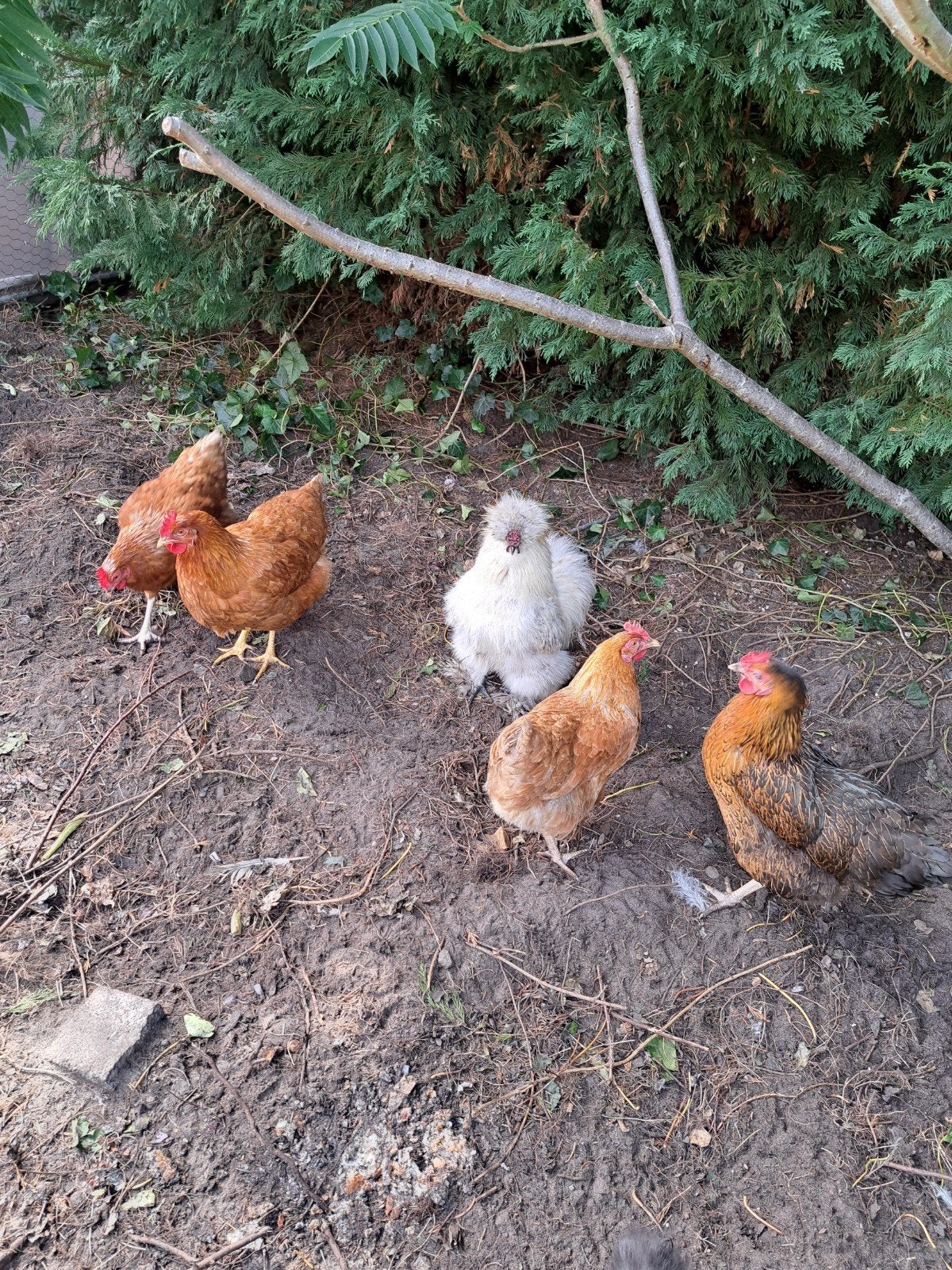 4 kipen en haan, Dieren en Toebehoren, Vrouwelijk, Kip