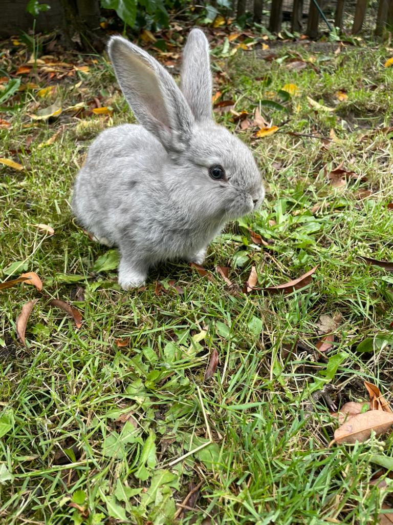 Duitse reus voedster, Dieren en Toebehoren