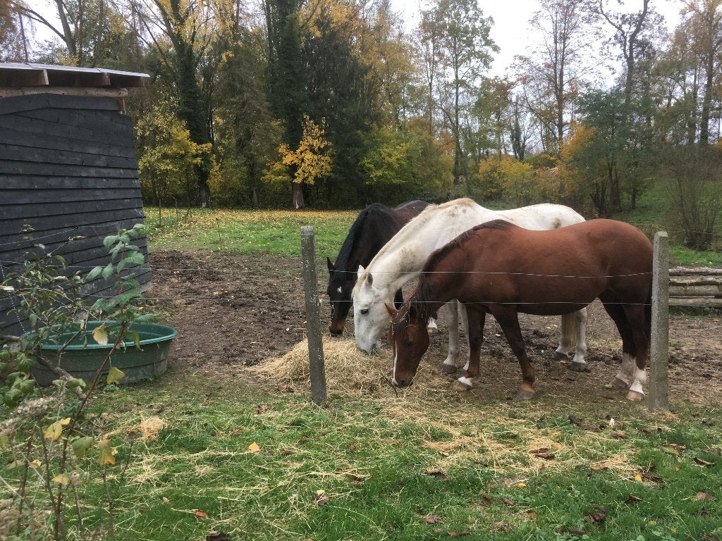 Pension Prairie, grain et foin  pour vieux chevaux, Animaux & Accessoires, Pâturage, 1 cheval ou poney