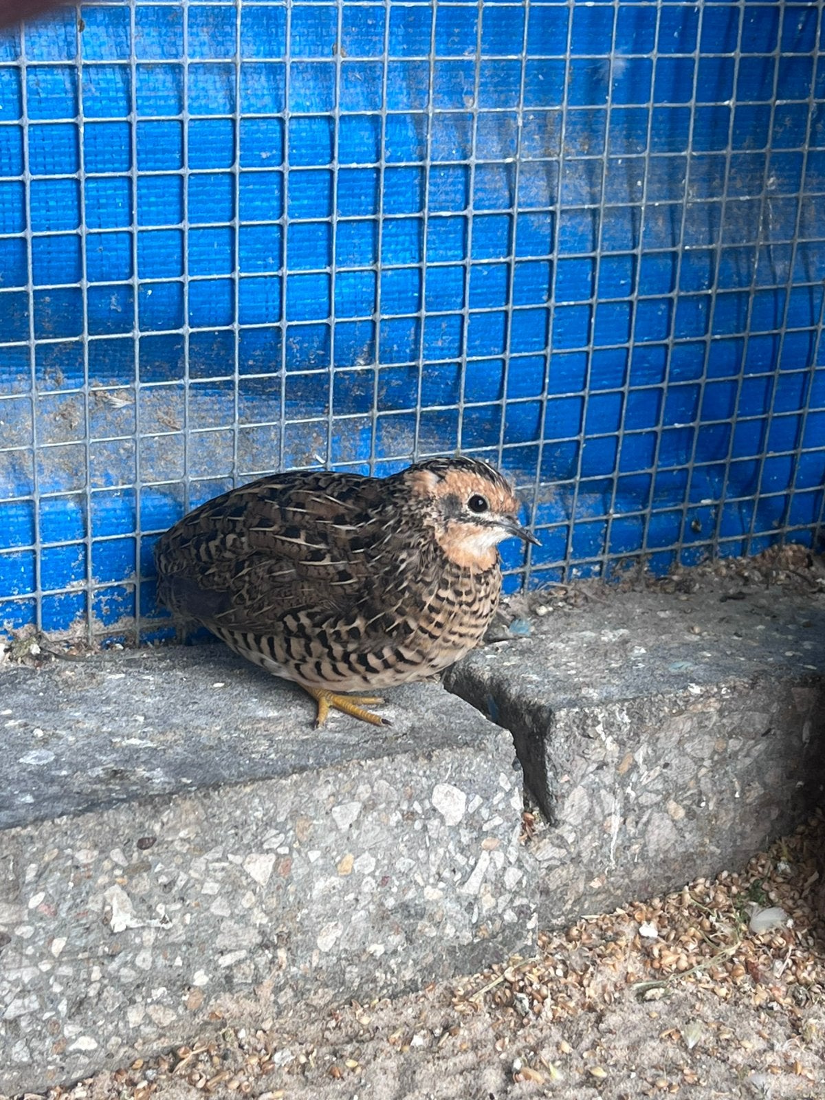 Twee jonge wildkleur dwergkwartel hennen, Dieren en Toebehoren