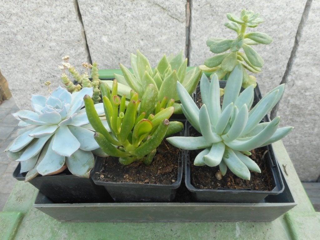 Plantes, Jardin & Terrasse, Enlèvement ou Envoi, Plante fixe, Autres espèces, Mi-ombre