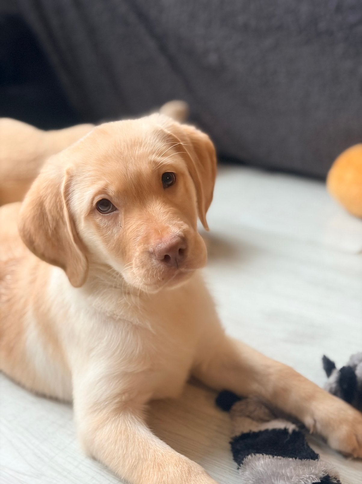 Echt in huis gefokte labrador pups super sociaal, Dieren en Toebehoren, België, Fokker | Hobbymatig, 8 tot 15 weken, Labrador retriever