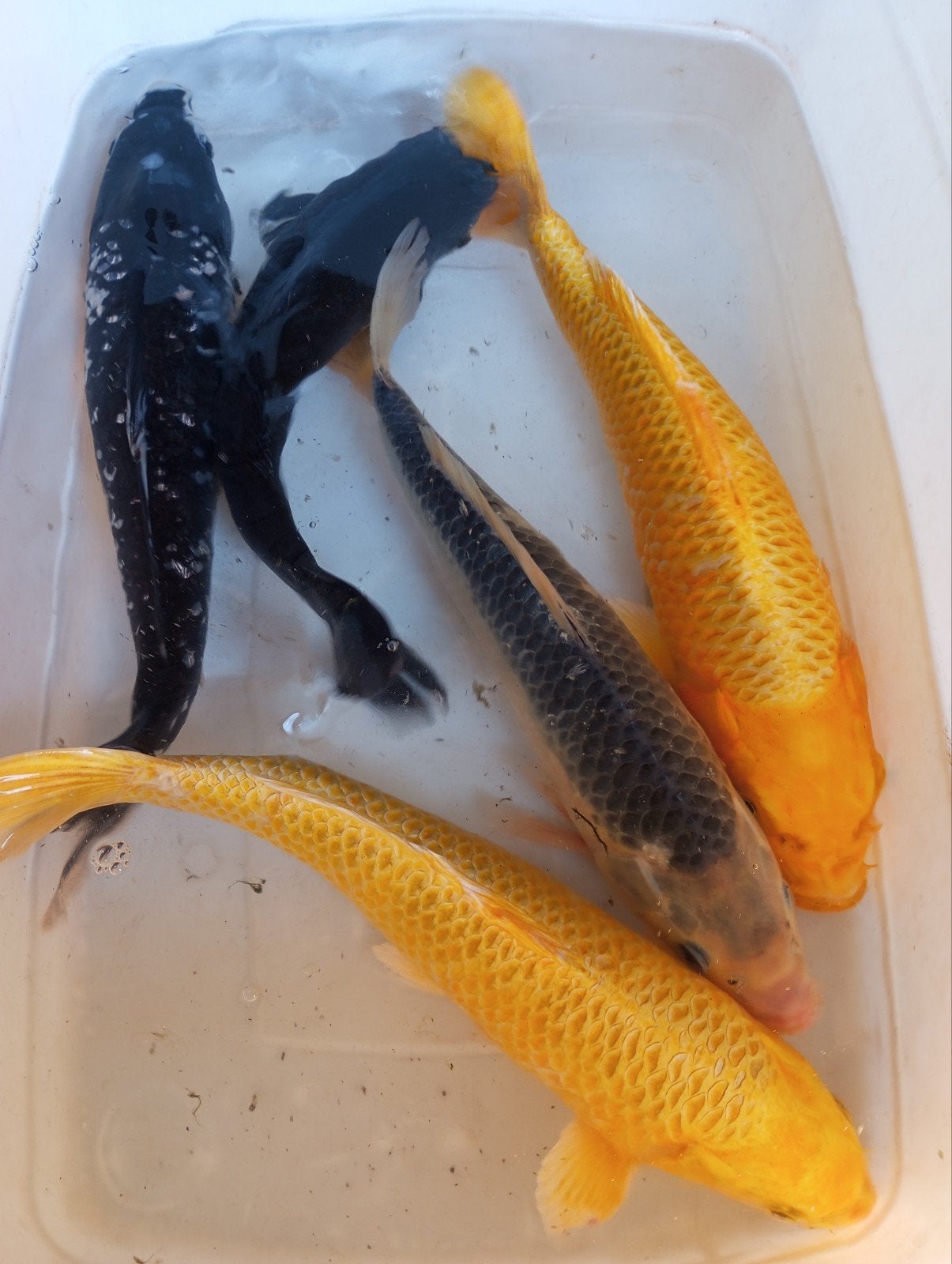 koi 30/35 cm op is op