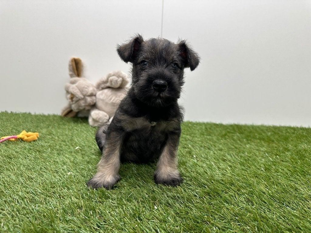 Nestje Dwergschnauzer, België, Overige rassen, CDV (hondenziekte), 8 tot 15 weken