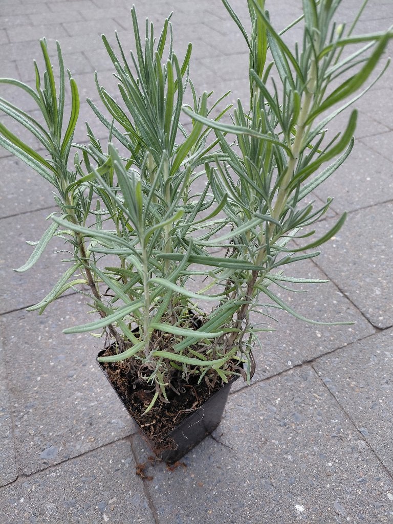 Lavendula Munstead, Ophalen