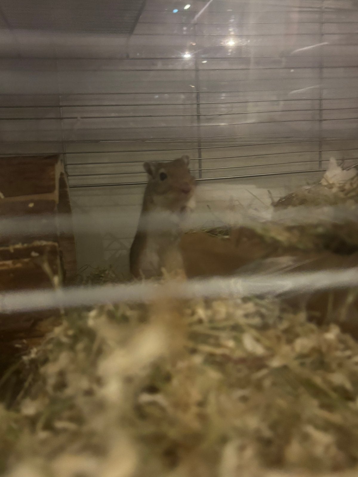 Kooi knaagdieren met gerbil en toebehoren, Ophalen, Kooi