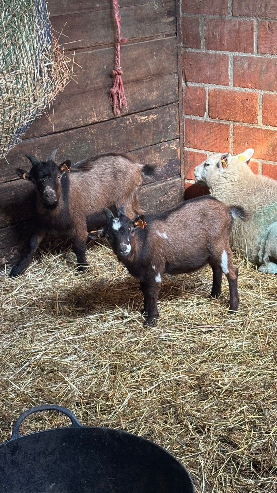 2 dwerggeiten bokjes, Dieren en Toebehoren, Mannelijk, Geit, 0 tot 2 jaar