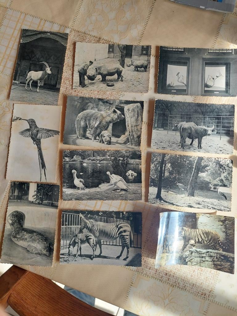 Oude postkaarten Antwerpse zoo, Tickets & Billets
