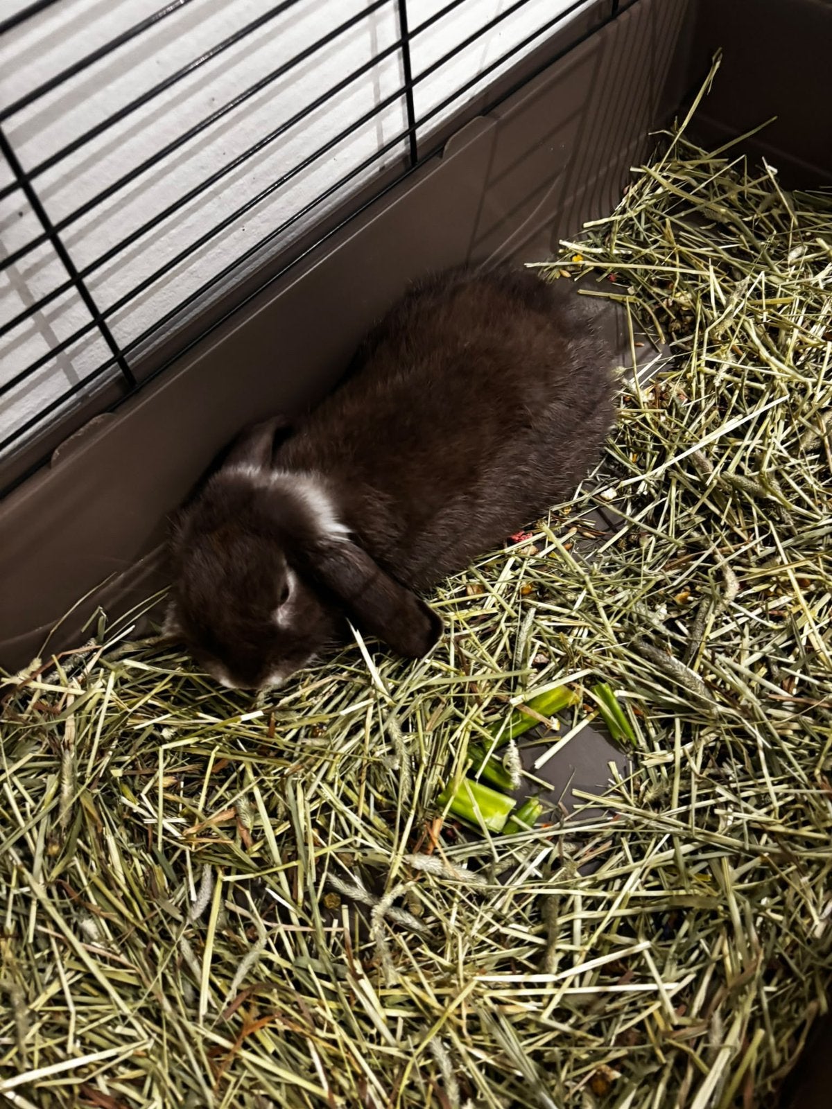 Dwerg konijn 18 weken, Dieren en Toebehoren, Juni, Mannelijk, Overige typen, Tam