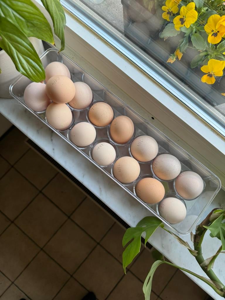 Verse eitjes, Enlèvement
