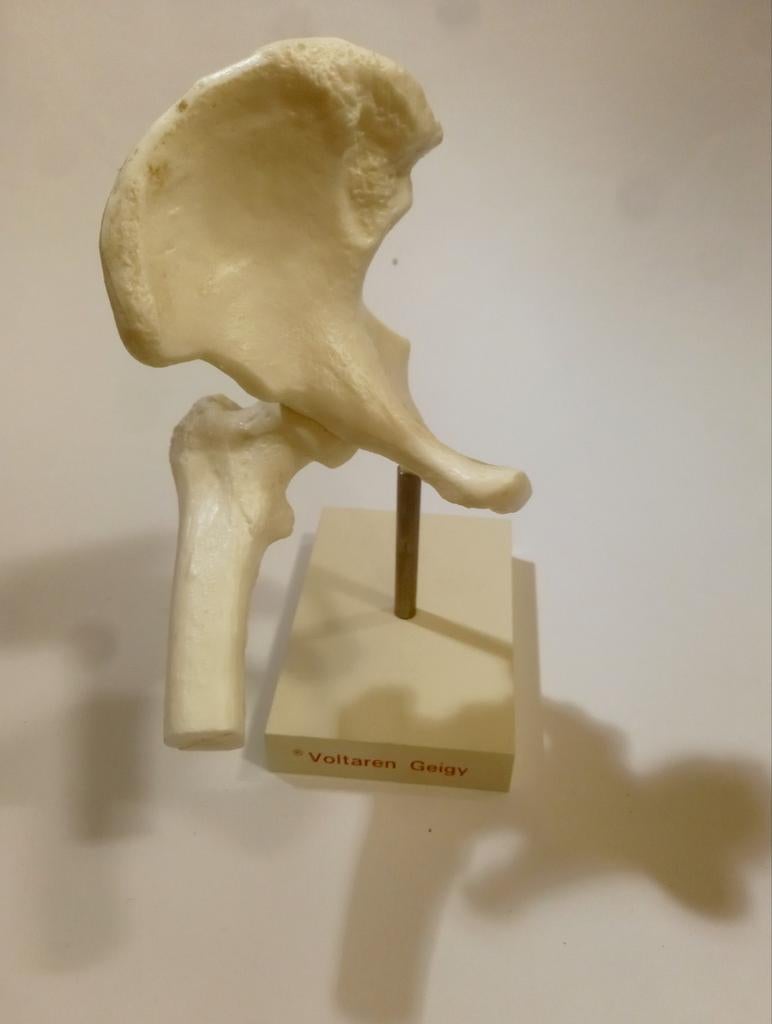 Didactisch - medisch - anatomisch model, Antiek en Kunst, Curiosa en Brocante, Ophalen of Verzenden