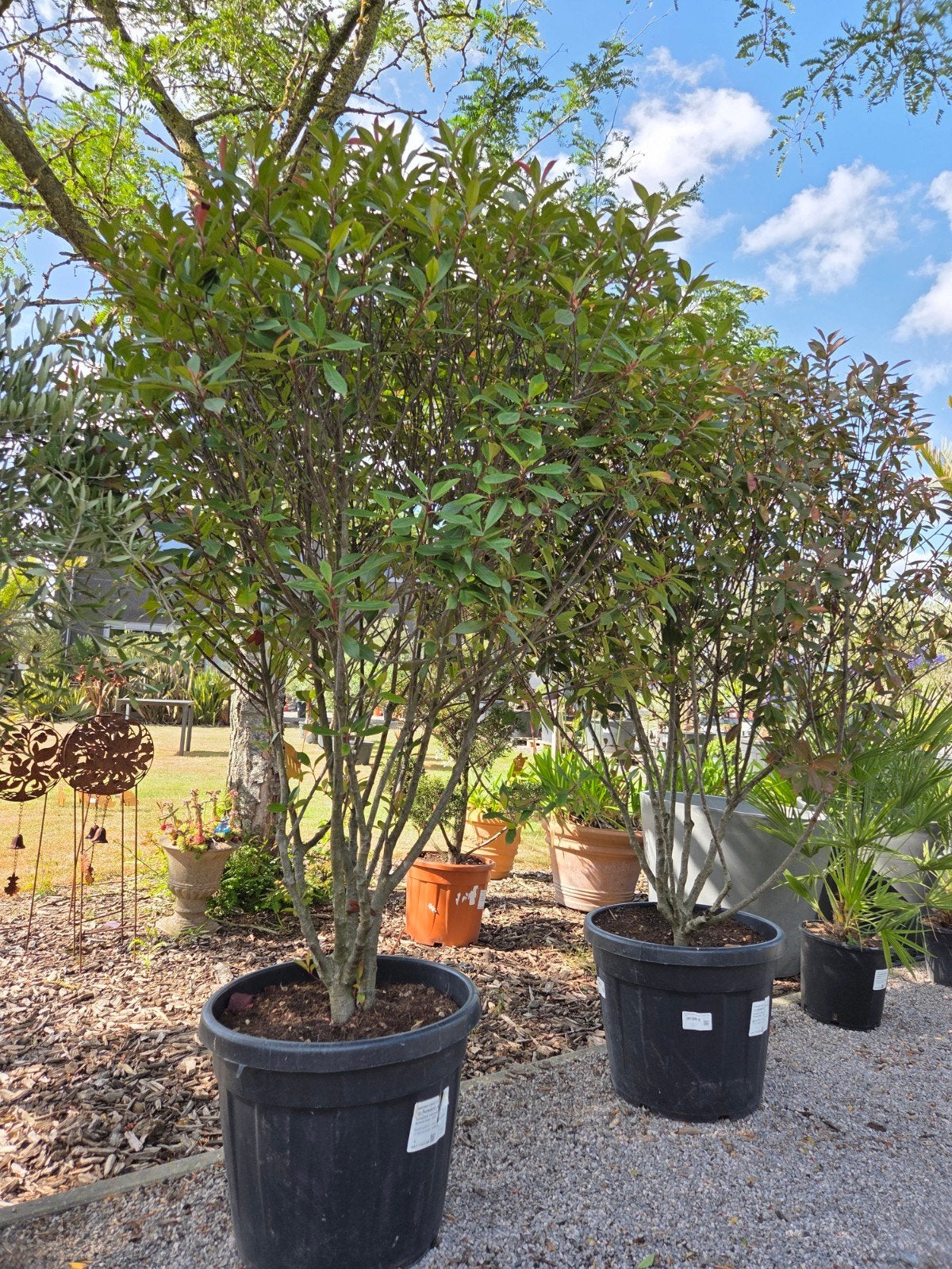 Photinia Carre Rouge meerstam, Jardin & Terrasse, Plantes | Arbres, Enlèvement