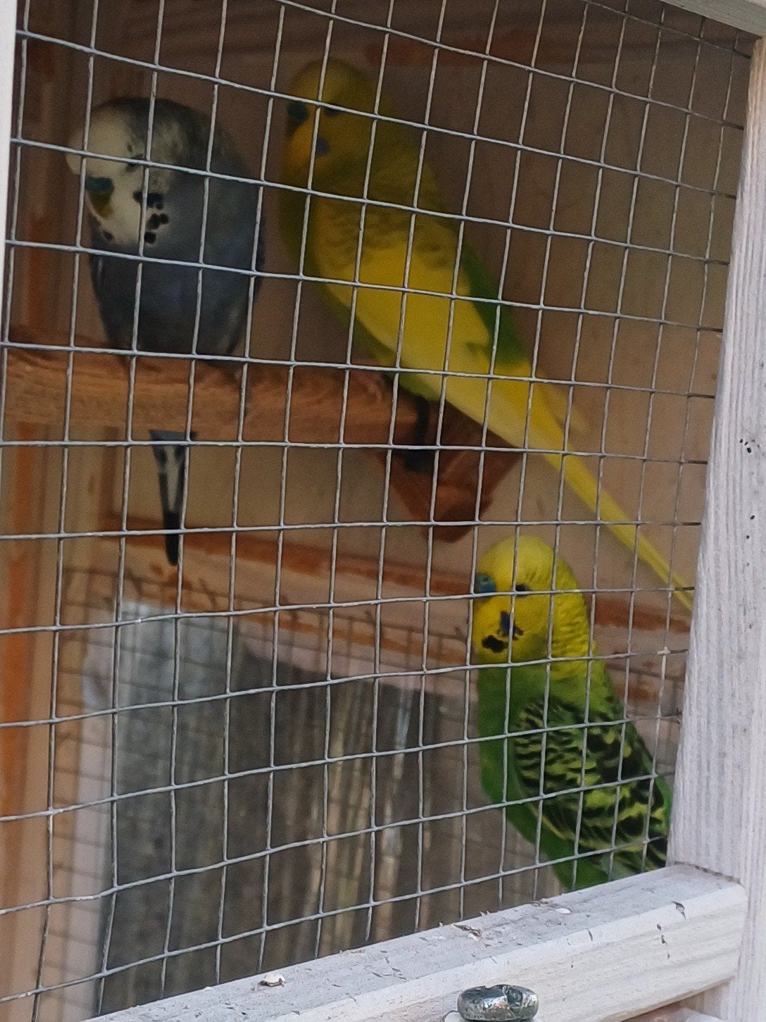 3 grasparkieten, Dieren en Toebehoren, Vogels | Parkieten en Papegaaien