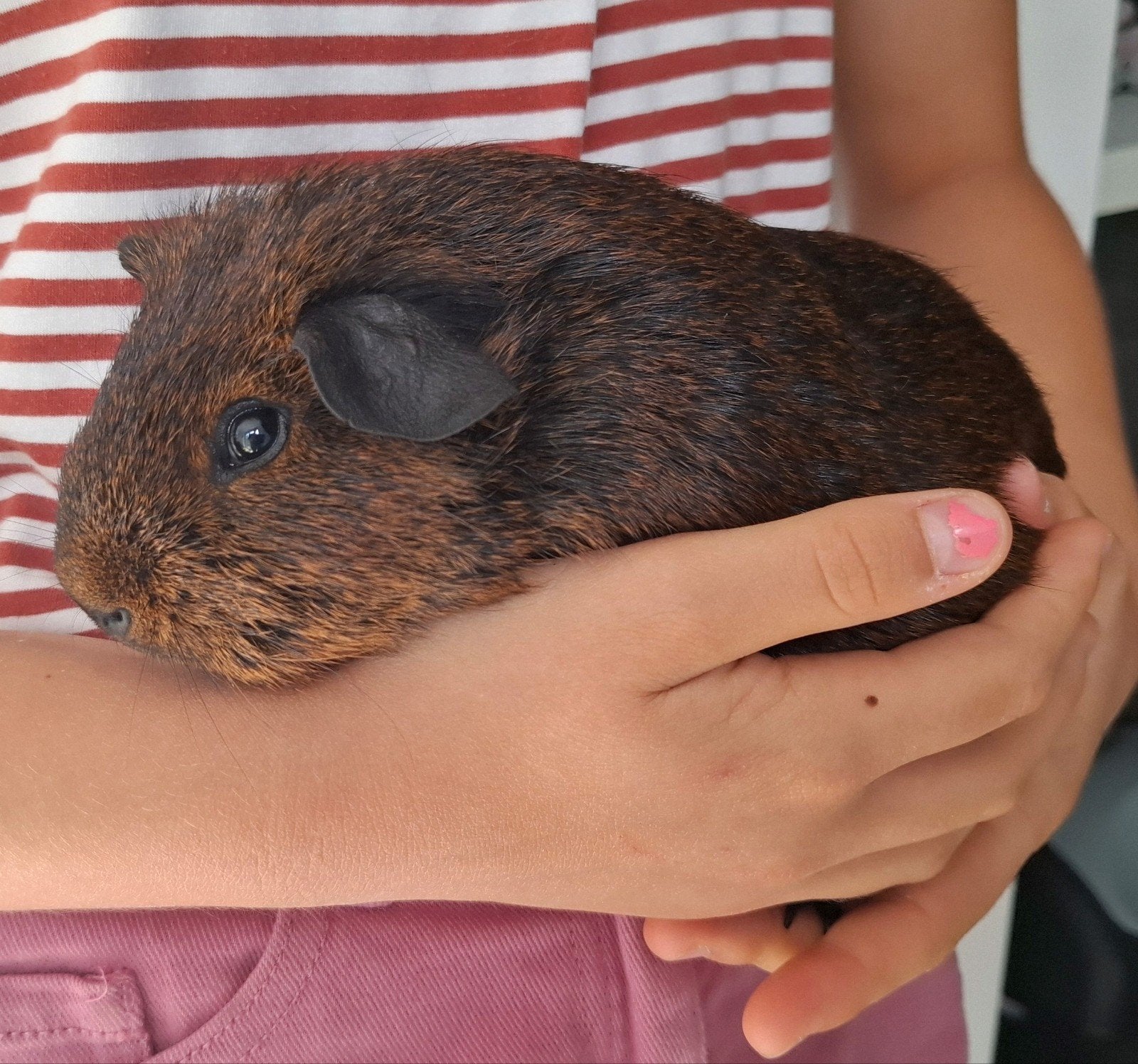 Goud Agouti beertje, Dieren en Toebehoren, Knaagdieren, Cavia, Februari, Mannelijk, Tam
