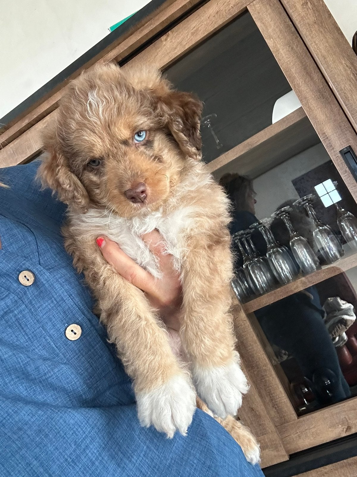Aussiedoodle reu en teefje, Poedel, Parvo, België, 8 tot 15 weken