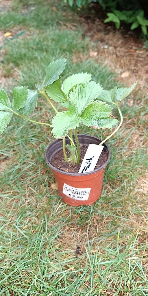 plants de fraises Faith (tardive), Enlèvement ou Envoi, Printemps, Plantes fruitières, Plante fixe