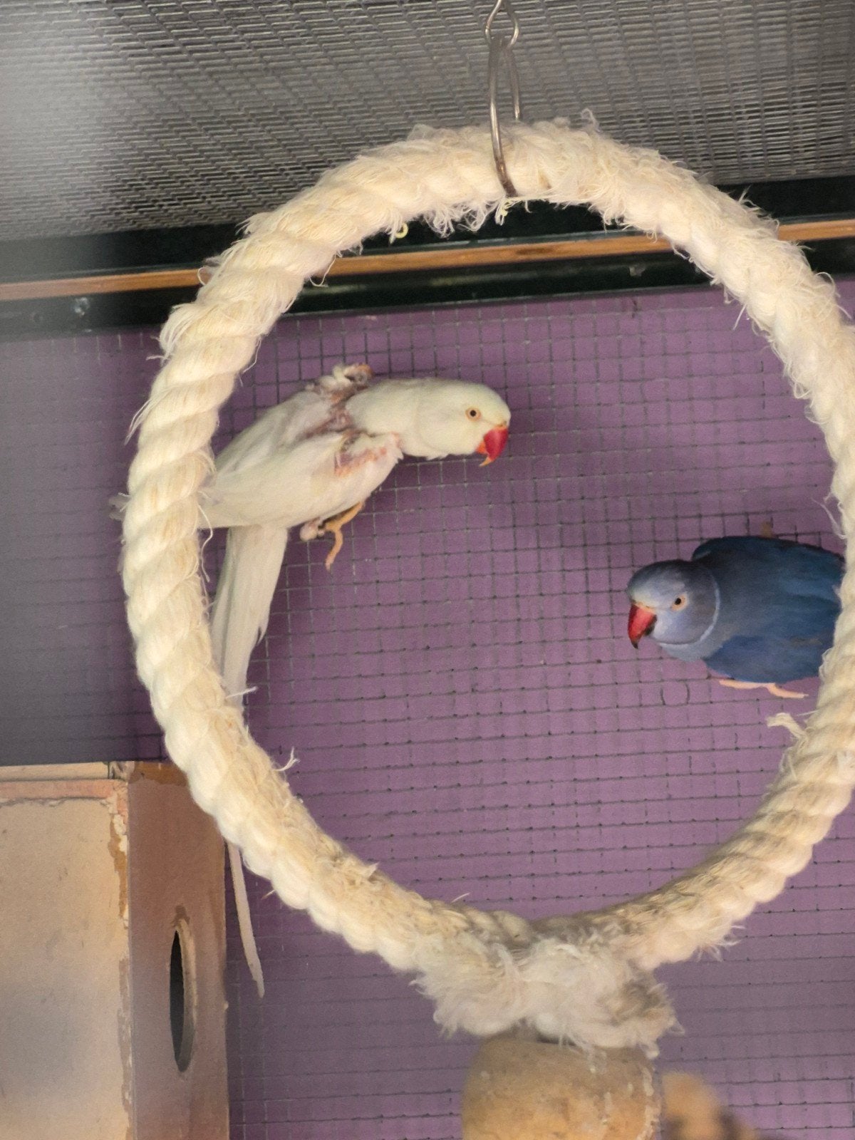couple de perruche a collier, Animaux & Accessoires, Femelle, Perruche