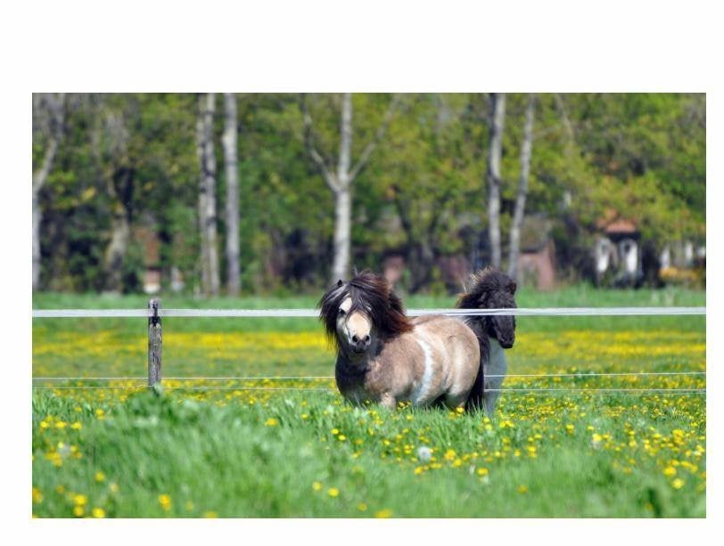 shetlander goedgekeurd hengstje, Dieren en Toebehoren, Pony's, Hengst, Met stamboom, Gechipt